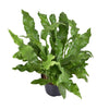 Kängurufarn (Microsorum Diversifolium) – 60 cm hohe pflegeleichte Hängepflanze für Wohnzimmer und Badezimmer.