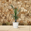 Kanarische Dattelpalme (Phoenix Canariensis) – 80 cm hohe mediterrane Pflanze für Garten oder Terrasse.