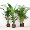 Kombi Deal XXL: Kentia, Strelitzia Nicolai, Areca Palme – Drei exklusive XXL-Palmen für ein luxuriöses, tropisches Wohnambiente. Perfekt für große Räume.