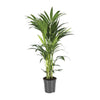 Kentia-Palme (Howea Forsteriana) – 110 cm hohe Pflanze für Büro und Innenräume, pflegeleicht und elegant.
