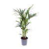Kentia-Palme (Howea Forsteriana) – 75 cm hohe pflegeleichte Zimmerpflanze mit eleganten Wedeln.