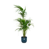 Kentia Palme Howea Forsteriana 180 cm Kombi-Deal mit einem weissen Topf – Elegante Zimmerpalme mit fiederförmigen 