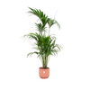 Kentia Palme Howea Forsteriana 180 cm Kombi-Deal mit blauem Topf – Perfekte Wahl für stilvolle Wohnräume und Büros.