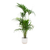 Kentia Palme Howea Forsteriana 180 cm Kombi-Deal – Elegante Zimmerpalme mit fiederförmigen Blättern. Perfekte Wahl für stilvolle Wohnräume und Büros.
