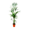 Kentia Palme 180 cm XXL – Tropische Eleganz mit schmalen, fächerartigen Blättern. Perfekt für moderne Raumgestaltung.