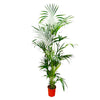 Kentia Palme 200 cm XXL – Große, pflegeleichte Zimmerpalme mit üppigem Blattwerk. Verleiht Wohnräumen ein luxuriöses Ambiente.