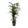 Kentia Palme 230 cm XXL – Exotische Palme mit anmutigem Wuchs. Ideal für stilvolle Innenräume oder Wintergärten.