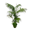 Kentia Palme 275 cm XXL – Perfekte Zimmerpflanze mit eleganten, langen Blättern. Sorgt für tropisches Flair in großen Wohn- und Geschäftsräumen.