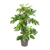 Kletter-Philodendron (Monstera Minima) – 80 cm hohe Zimmerpflanze mit filigranen, kletternden Blättern.