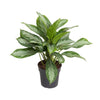 Kolbenfaden (Aglaonema Cutlass) – 60 cm hohe dekorative Zimmerpflanze mit attraktiven Blättern.