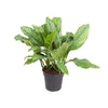 Kolbenfaden (Aglaonema B.J. Freedman) – 70 cm hohe dekorative Zimmerpflanze mit pflegeleichtem Wuchs.
