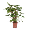 Kolbenfaden (Homalomena Rubescens Maggy) – 90 cm hohe luftreinigende Zimmerpflanze mit exotischen Blättern.