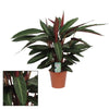 Korbmarante (Calathea Stripestar) – 65 cm hohe Pflanze für Innenräume mit dekorativ gemusterten Blättern.