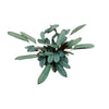 Korbmarante (Ctenanthe Oppenheimiana) – 70 cm hohe Zimmerpflanze mit auffällig gemusterten Blättern.