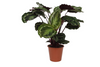 Korbmarante (Calathea Medallion) – 80 cm hohe Zimmerpflanze mit gemusterten, dekorativen Blättern.