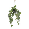 Kunstpflanze – Anthurium Clarinervium – 80 cm