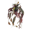 Kunstpflanze – Begonia Maculata – Forellenbegonie – 80 cm