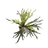 Kunstpflanze – Staghorn Farn – Geweihfarn – 50 cm
