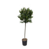 Echter Lorbeer Laurus Nobilis 210 cm – XXL-Pflanze mit aromatischen Blättern. Ideal für mediterranes Ambiente in Innen- und Außenbereichen.