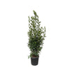 Echter Lorbeer Strauch Laurus Nobilis 210 cm – Mediterrane Strauchpflanze mit dichtem, immergrünem Laub. Perfekt für Gärten, Terrassen oder als Kübelpflanze.