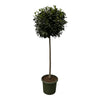 Echter Lorbeer Laurus Nobilis 200 cm – Mediterrane XXL-Pflanze mit aromatischen Blättern. Perfekt für Küche, Balkon oder als Gartenpflanze.