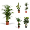 5 Zimmerpflanzen Set - Riesen-Palmlilie, Areca-Palme, Drachenbaum, Bogenhanf, Strauch-Aralie - 60 - 115 cm