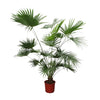 Chinesische Fächerpalme Livistona Chinensis 200 cm – Elegante Palme mit fächerförmigen Blättern. Ein exotischer Blickfang für Innen- und Außenbereiche.