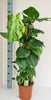 Fensterblatt mit Moosstab (Monstera Deliciosa) – 100 cm hohe Zimmerpflanze mit großen, grünen Blättern.