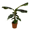 Bananenpflanze (Musa) – 80 cm hohe dekorative Zimmerpflanze für Zuhause mit tropischem Flair.