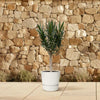 Oleander mit rosa Blüten (Nerium Oleander) – 110 cm hohe mediterrane Pflanze mit üppigen Blüten.