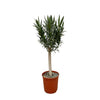Oleander mit weißen Blüten (Nerium Oleander) – 110 cm hohe mediterrane Pflanze mit üppiger Blüte.