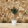 Oleander mit roten Blüten (Nerium Oleander) – 90 cm hohe mediterrane Pflanze mit leuchtend roten Blüten.