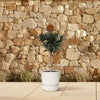 Oleander mit weißen Blüten (Nerium Oleander) – 90 cm hohe mediterrane Pflanze mit strahlenden Blüten.
