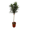 Nerium Oleander mit rosa Blüten 190 cm – Pflegeleichte Pflanze mit üppigem Wuchs. Bringt südländisches Ambiente in den Außenbereich.