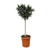 Nerium Oleander mit weißen Blüten 200 cm – Elegante Blühpflanze mit üppigem Wuchs und zarten, duftenden Blüten. Ideal für mediterranes Flair.