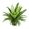 Nestfarn (Asplenium Antiquum Osaka) – 60 cm hohe Pflanze für Badezimmer, luftreinigend und feuchtigkeitsliebend.