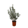 Olivenbaum (Olea Europaea) – 100 cm hohe mediterrane Pflanze für Balkon, Terrasse und Garten.