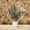 Olivenbaum (Olea Europaea) – 100 cm hohe mediterrane Pflanze für Balkon und Terrasse.