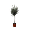 Olea Europaea Baum als Olivenbaum auf Stamm ist ein eleganter Blickfang – eine XL Pflanze, die südländischen Charme in jeden Raum zaubert.