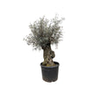 Olivenbaum Bonsai Olea Europaea 250 cm – XXL-Bonsai mit kunstvoll geformter Krone. Ein echtes Highlight für stilvolle Wohn- und Geschäftsräume.