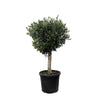 Olivenbaum Lorc Olea Europaea 180 cm – XXL-Mediterranbaum mit dichtem Laub. Ideal für Innenräume oder als dekoratives Element auf der Terrasse.