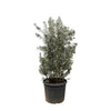 Olivenbaum Bonsai Olea Europaea 225 cm – Mediterraner Bonsai mit einzigartiger Optik. Ideal für eine elegante Begrünung von Innen- und Außenbereichen.