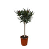 Oleander mit rosa Blüten (Nerium Oleander) – 90 cm hohe mediterrane Pflanze mit üppiger Blüte.