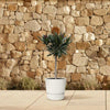 Oleander mit rosa Blüten (Nerium Oleander) – 90 cm hohe Pflanze mit zarten, duftenden Blüten für Terrasse und Garten.