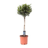 Olivenbaum (Olea Europaea) – 100 cm hohe mediterrane Pflanze für Garten, Balkon und Innenräume, pflegeleicht und stilvoll.