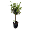 Olivenbaum (Olea Europaea) – 60 cm hohe mediterrane Pflanze, perfekt für Balkon, Terrasse und Wohnräume.