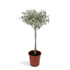 Olivenbaum (Olea Europaea) – 90 cm hohe mediterrane Pflanze für Balkon und Innenräume, pflegeleicht und stilvoll.
