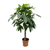 Glückskastanie Pachira Aquatica 180 cm – XXL-Zimmerpflanze mit geflochtenem Stamm. Bringt tropische Frische und symbolisiert Wohlstand.