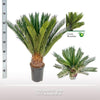Palmfarn (Cycas Revoluta) – 60 cm hohe Pflanze für Garten und Innenräume, exotisch und pflegeleicht.