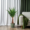 Palmlilie (Yucca Maya Tree) – 100 cm hohe Zimmerpflanze mit robustem, eleganten Wuchs.
